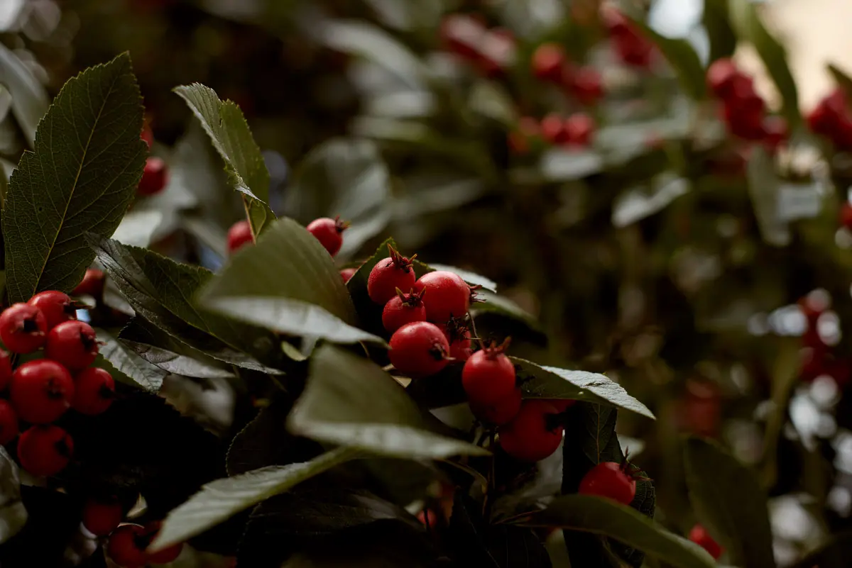 Nahaufnahme leuchtend roter Beeren zwischen dunkelgrünen Blättern an einem herbstlichen Strauch
